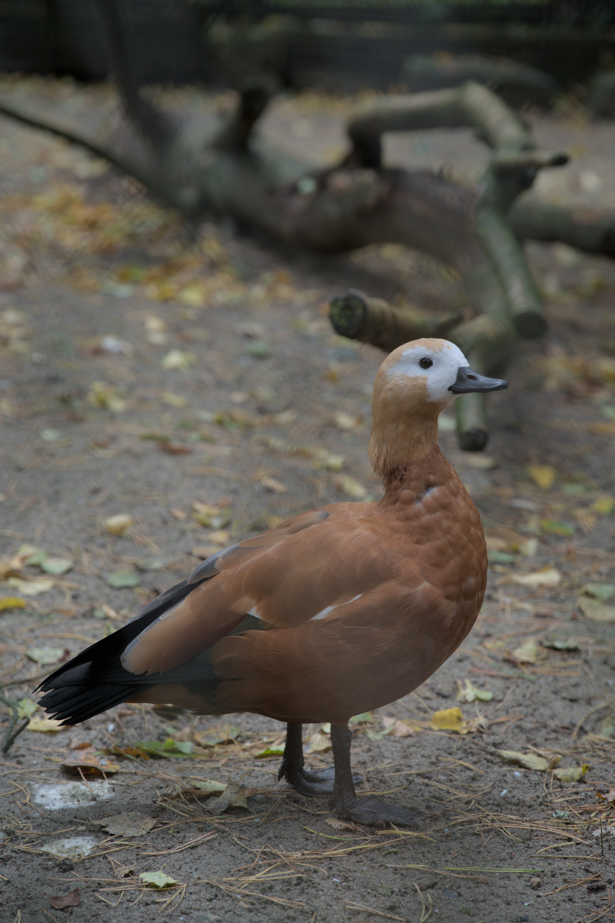 2025/10/12 - zoo/DSC_0089.jpg